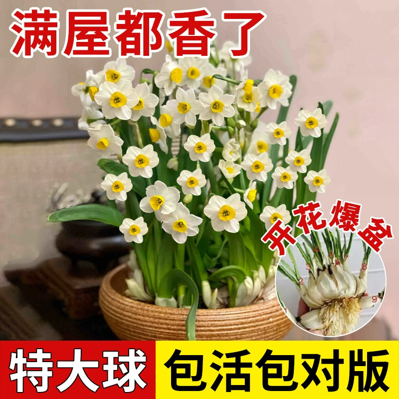 水仙花种球特大漳州重瓣水仙花水培盆栽春节开郁金香室内植物花卉,淘宝优惠券,粉丝福利购,淘宝优惠卷