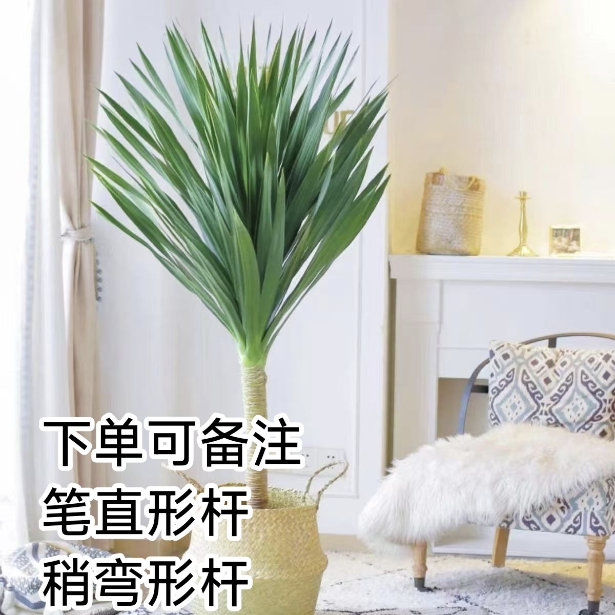 独杆黑珍珠龙血树阳台办公室旺宅多头绿植客厅盆景庭院大型盆栽,淘宝优惠券,粉丝福利购,淘宝优惠卷