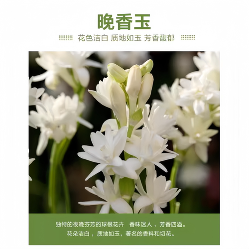 晚香玉种球重瓣大花球根夜来香浓香型多年生切花庭院阳台花卉盆栽 - 图1