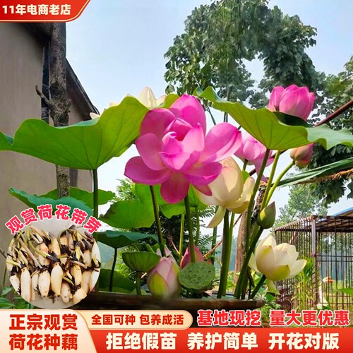 观赏荷花藕种盆栽水培植物池塘庭院水养莲花苗碗莲睡莲花卉种籽子 - 图3