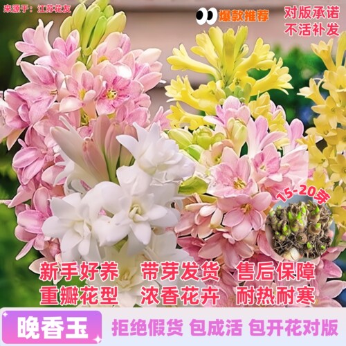 重瓣晚香玉种球根花苗夜来香多年生做切花卉阳台花盆栽地栽绿植物 - 图2