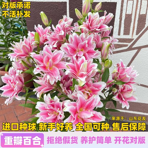进口重瓣香水百合种球大花室内室外阳台盆栽庭院地栽观花植物花卉 - 图0