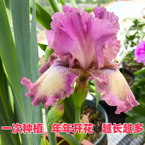 德国鸢尾种球根鸢尾花苗多年生阳台庭院绿植耐热耐旱耐寒地栽植物 - 图3