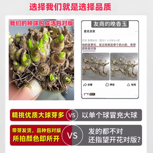 晚香玉种球重瓣大花球根夜来香浓香型多年生切花庭院阳台花卉盆栽 - 图0