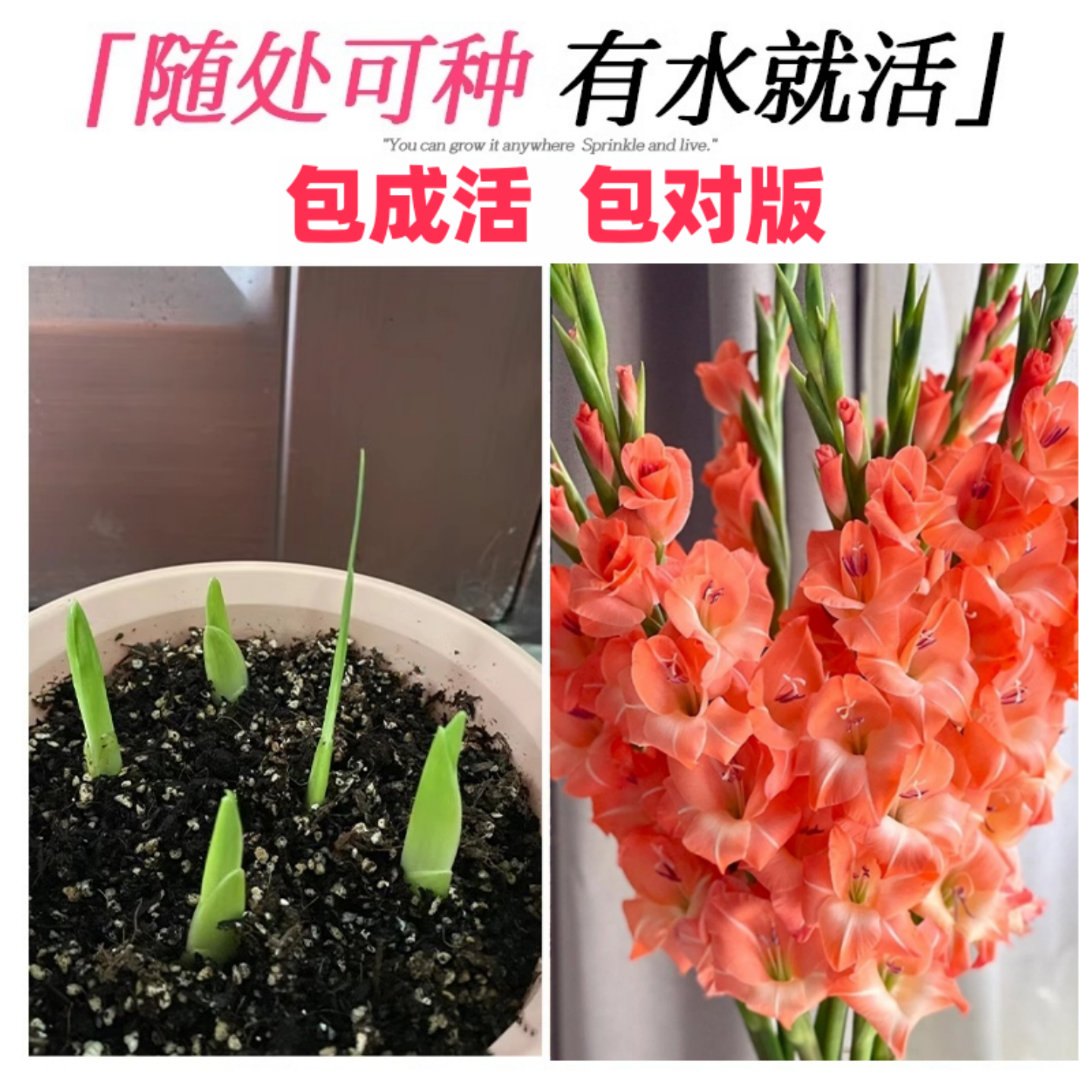 进口剑兰唐菖蒲种球根十三太保室外庭院耐寒耐热花卉阳台盆栽植物,淘宝优惠券,粉丝福利购,淘宝优惠卷