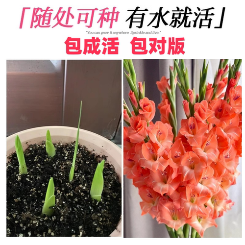 进口剑兰种球唐菖蒲花苗多年生四季种植盆栽地栽切花卉球根绿植物 - 图3