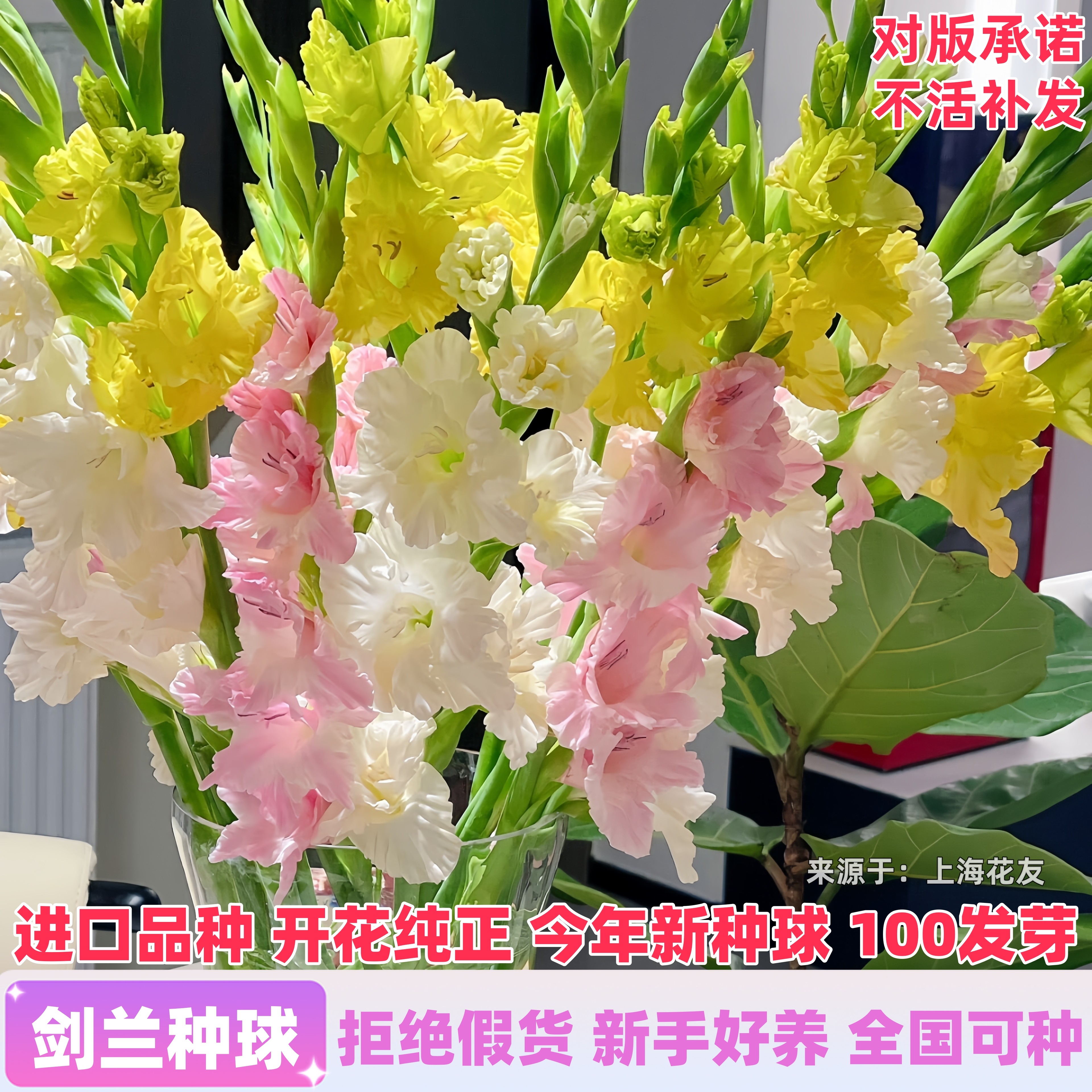 进口剑兰唐菖蒲种球根十三太保室外庭院耐寒耐热花卉阳台盆栽植物,淘宝优惠券,粉丝福利购,淘宝优惠卷