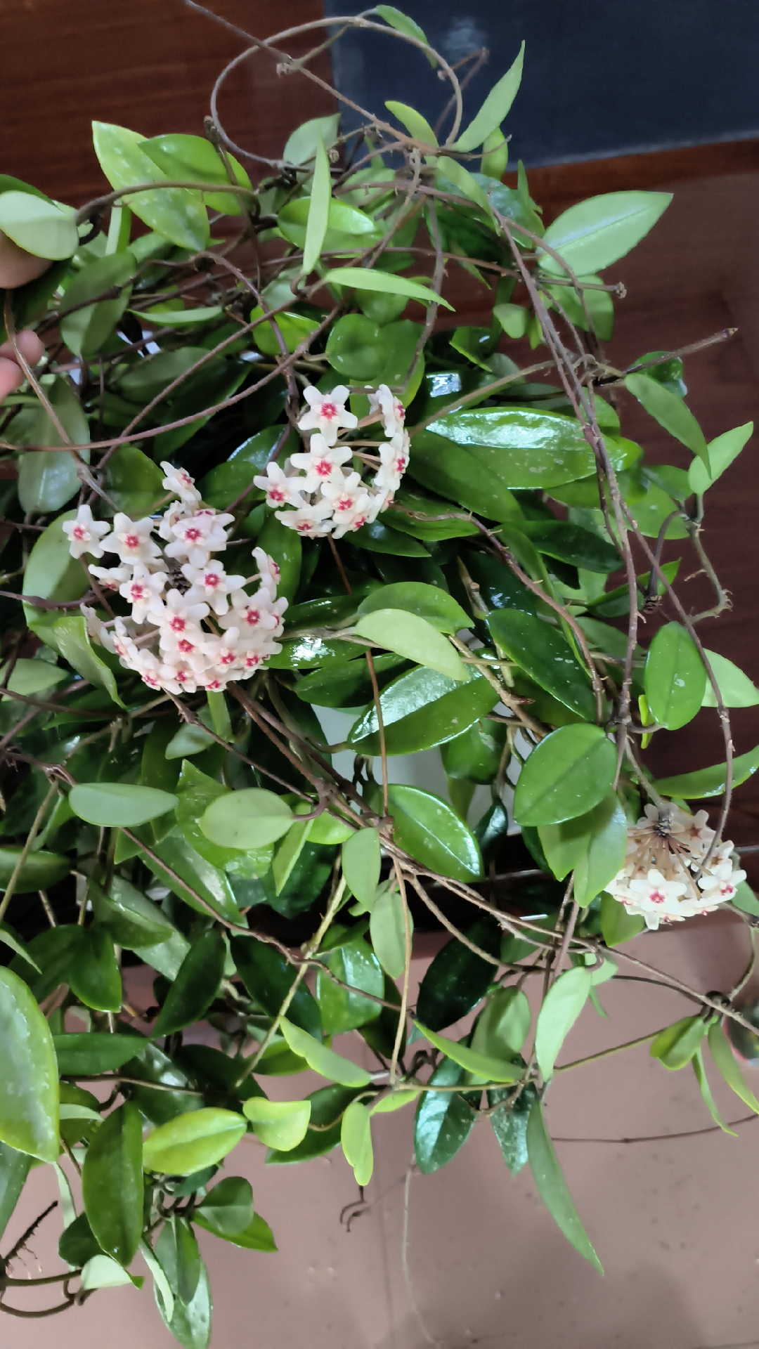 球兰四季开花室内阳台植物垂吊攀爬粗生易养观赏高净化空气超划算