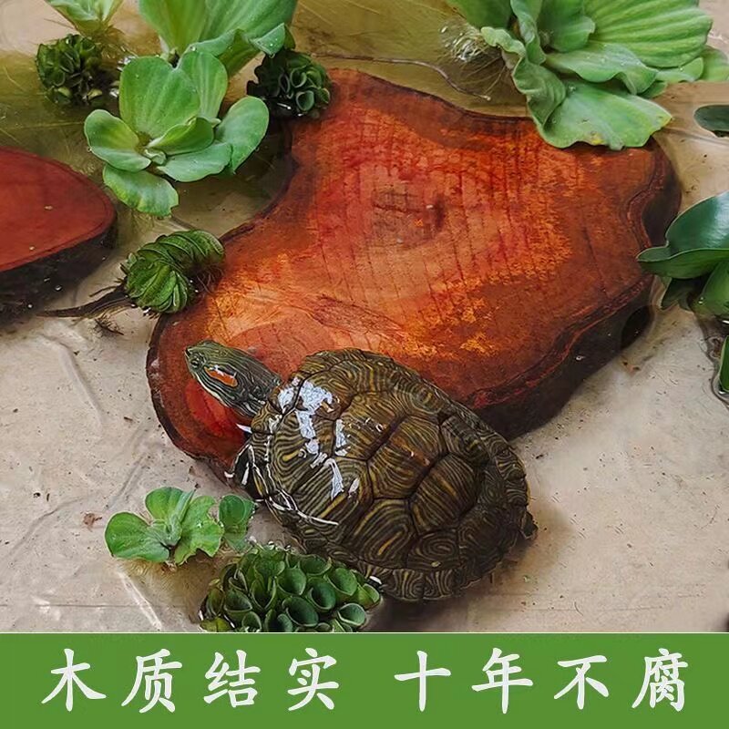 龙眼木免煮养大乌龟木头两用悬浮专用缸乌龟晒台休息台缸浮台