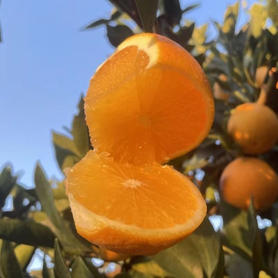 湖南麻阳冰糖橙9斤新鲜水果应季柑橘手剥橙子薄皮橙子榨汁专用
