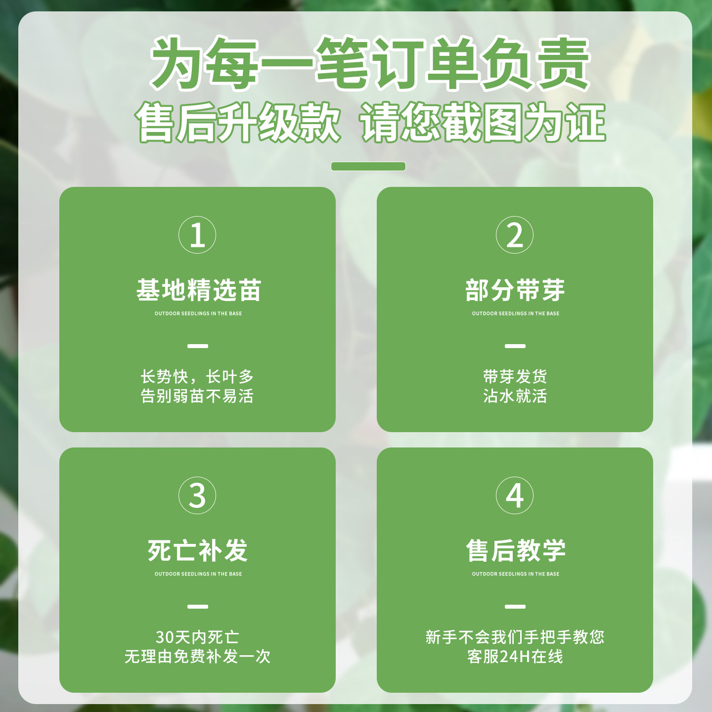 桌面山乌龟爬藤植物种球红藤圆叶盆栽懒人观叶球型绿植金不换四季,淘宝优惠券,粉丝福利购,淘宝优惠卷