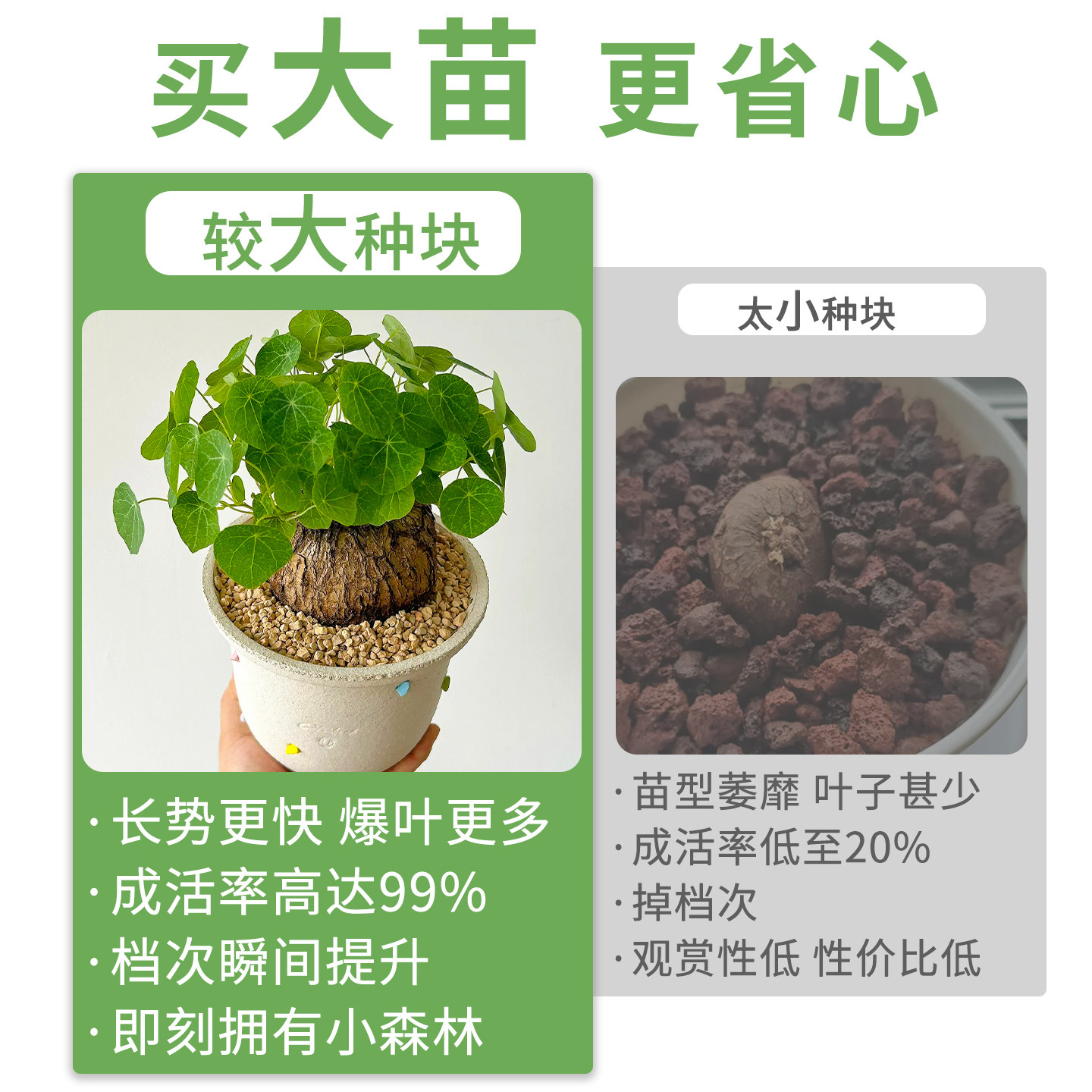 桌面山乌龟爬藤植物种球红藤圆叶盆栽懒人观叶球型绿植金不换四季,淘宝优惠券,粉丝福利购,淘宝优惠卷