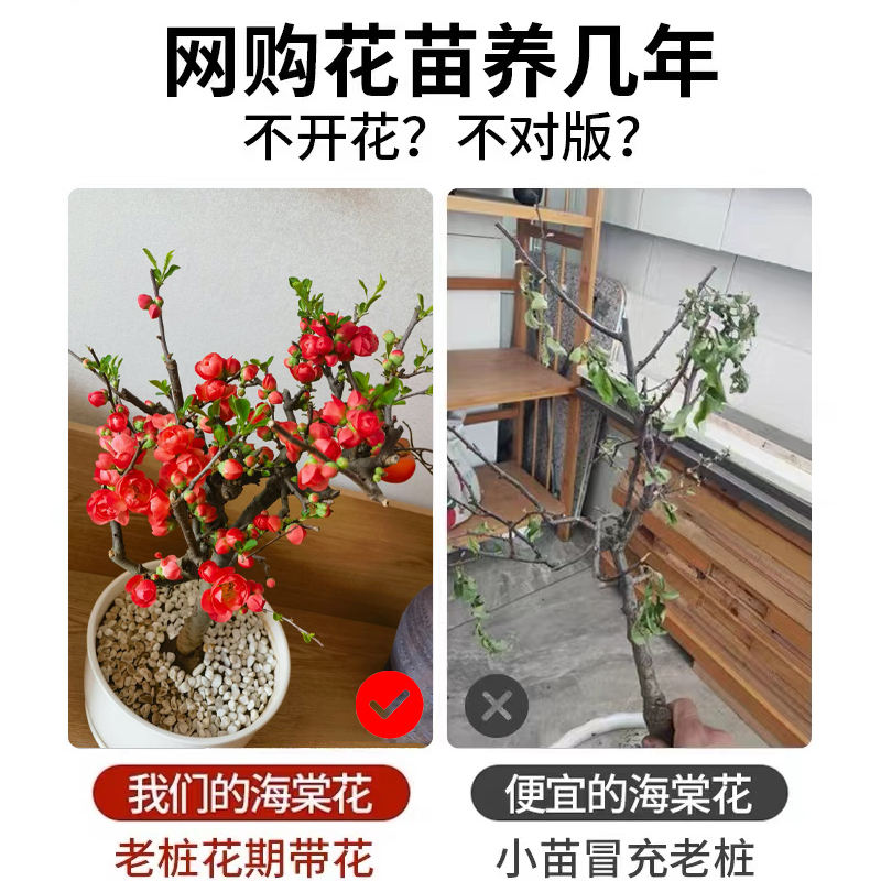 海棠花 盆栽四季开花垂丝海棠盆景树苗海棠花树抗寒耐冻花卉室外