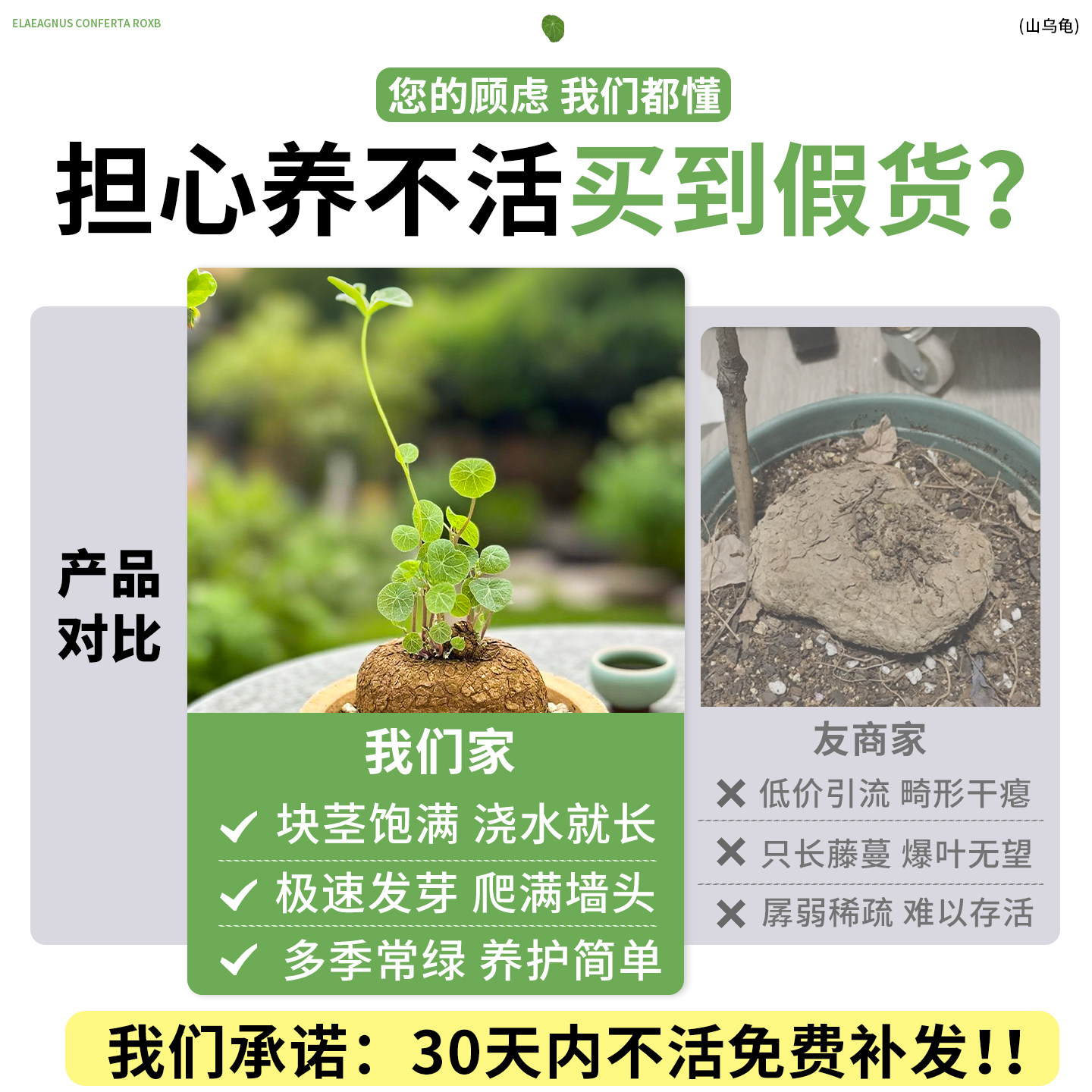 桌面山乌龟爬藤植物种球红藤圆叶盆栽懒人观叶球型绿植金不换四季,淘宝优惠券,粉丝福利购,淘宝优惠卷