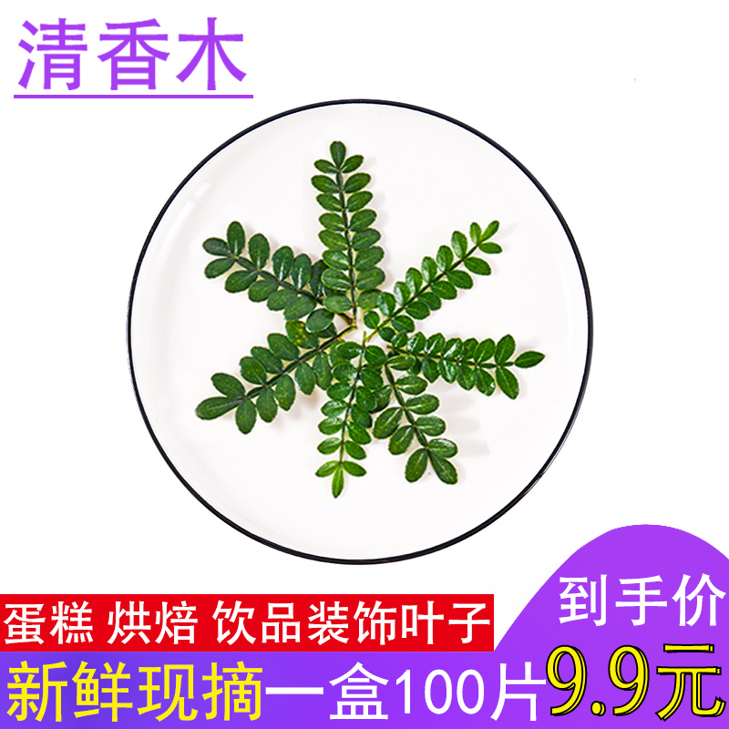 清香木蛋糕装饰叶子新鲜西餐烘焙植物装饰摆盘点缀甜品胡椒木盆栽