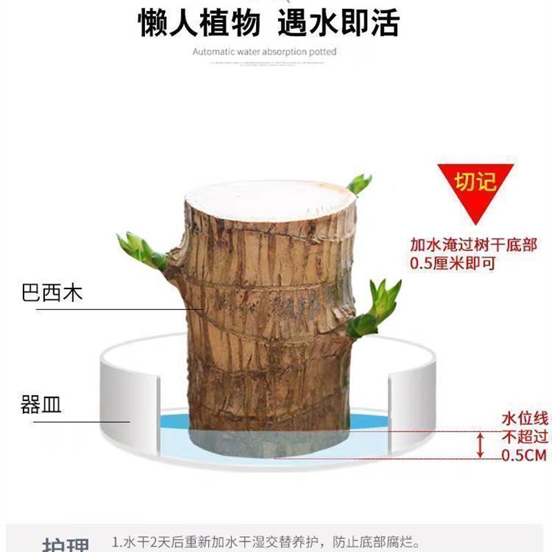 【拍一发四】巴西木格鲁特净化空气水培室内办公桌四季盆栽YC-图1