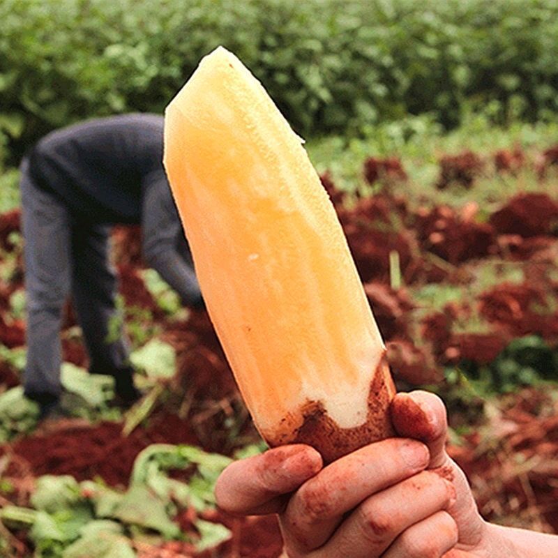 天山雪莲果9斤水果新鲜应当季云南孕妇特红泥黄心雪连果整箱级包