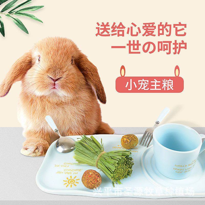兔礼盒装荷兰猪提摩西兔子兔兔牧草草高纤宠物烘干草段干草段龙猫,淘宝优惠券,粉丝福利购,淘宝优惠卷