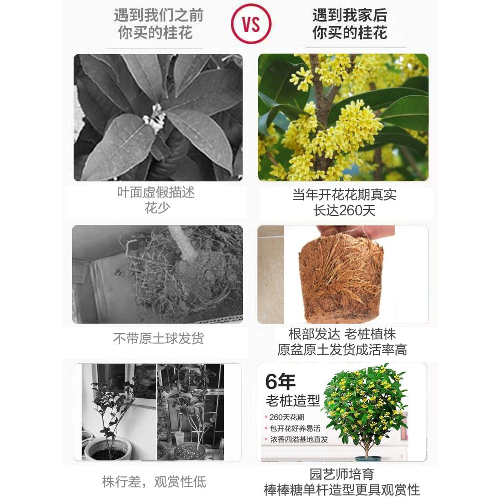 永福花乡园艺 带花苞 四季桂花室内盆栽 树苗浓香型四季桂花树 - 图1