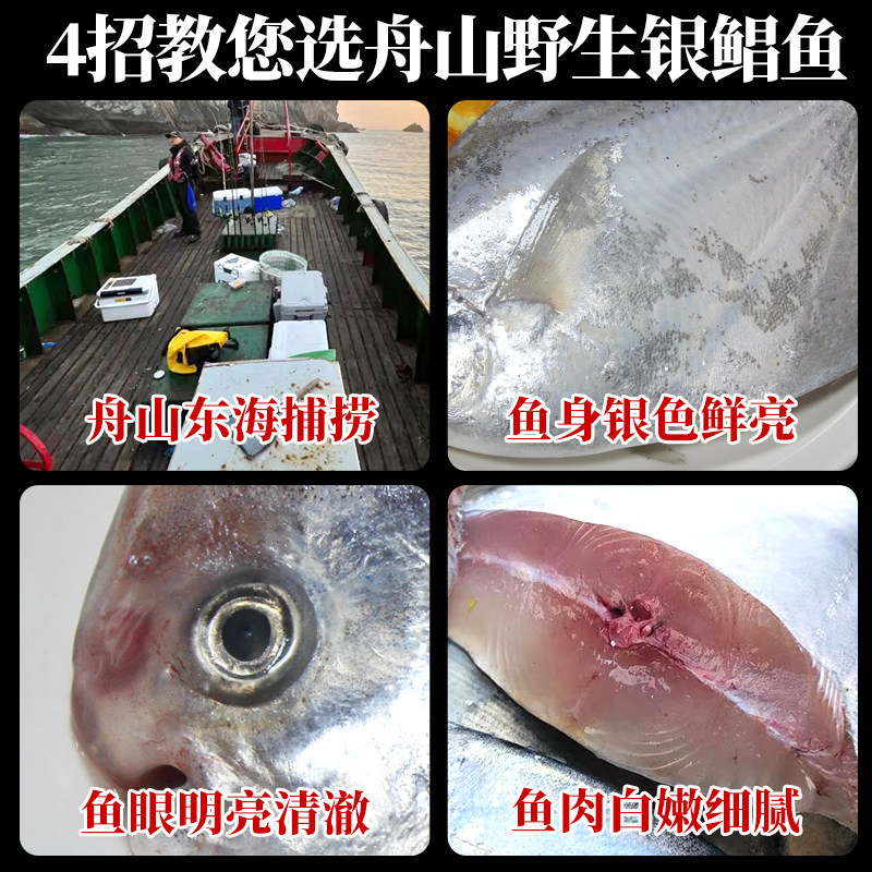 特大银鲳鱼新鲜冷冻舟山白鲳鱼鲜活海鲜水产海捕大昌鱼平鱼鲳鳊鱼,淘宝优惠券,粉丝福利购,淘宝优惠卷