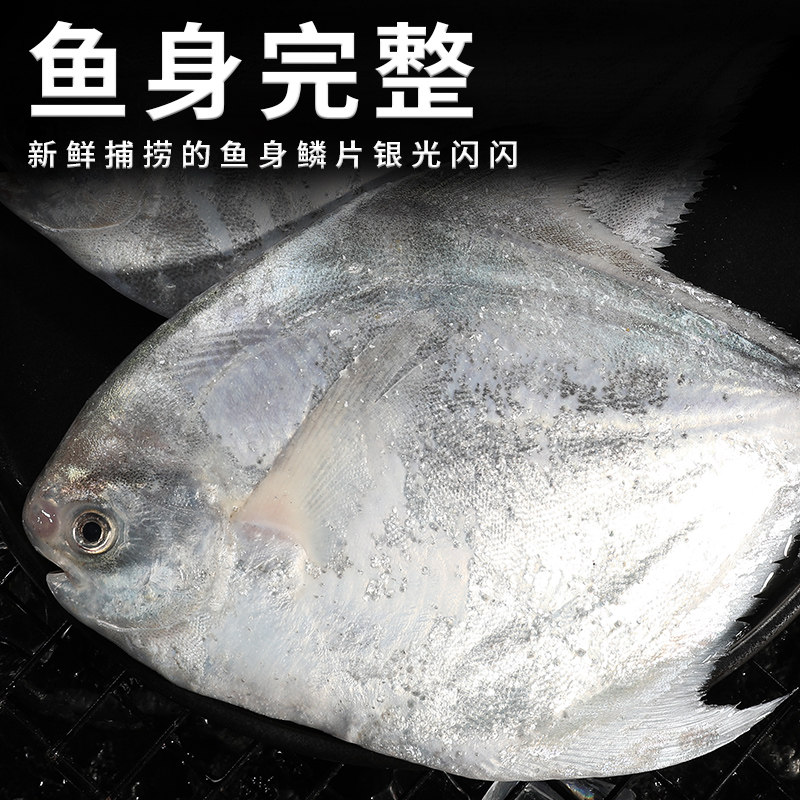 特大银鲳鱼新鲜冷冻舟山海捕野生白鲳鱼鲜活海鲜水产鲳鳊鱼昌鱼,淘宝优惠券,粉丝福利购,淘宝优惠卷