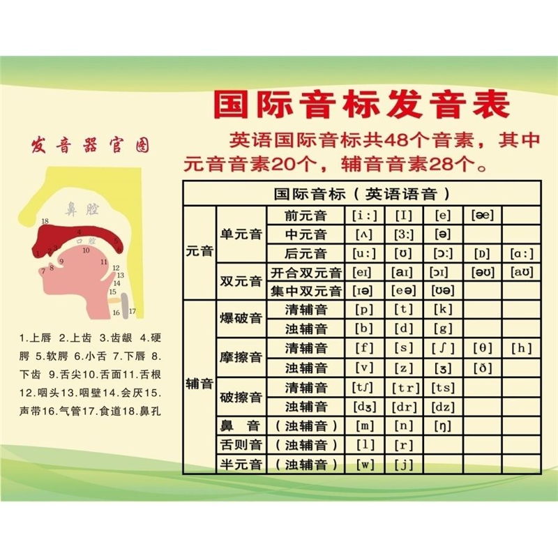 人体器官展板发音器官图海报印制英语国际音标发音表挂图墙贴纸,淘宝优惠券,粉丝福利购,淘宝优惠卷