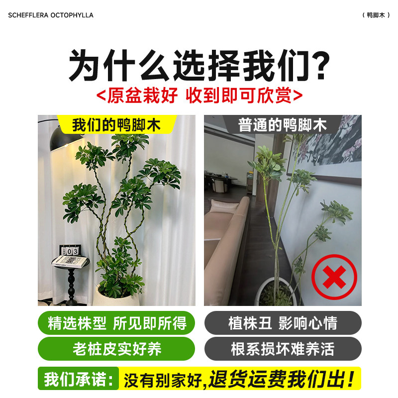 鸭脚木客厅大盆栽八方来财真造型绿植鸭掌木鹅掌柴室内落地式植物,淘宝优惠券,粉丝福利购,淘宝优惠卷