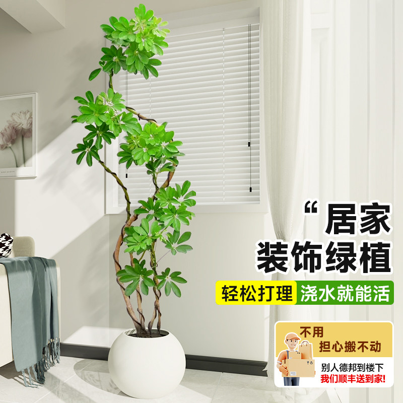 鸭脚木客厅大盆栽八方来财真造型绿植鸭掌木鹅掌柴室内落地式植物,淘宝优惠券,粉丝福利购,淘宝优惠卷