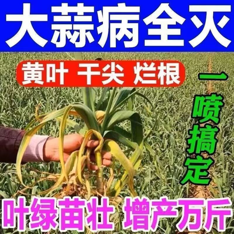 大蒜黄叶烂根干尖病全治葱姜蒜通用大蒜根腐紫斑病锈病专用杀菌剂 - 图0