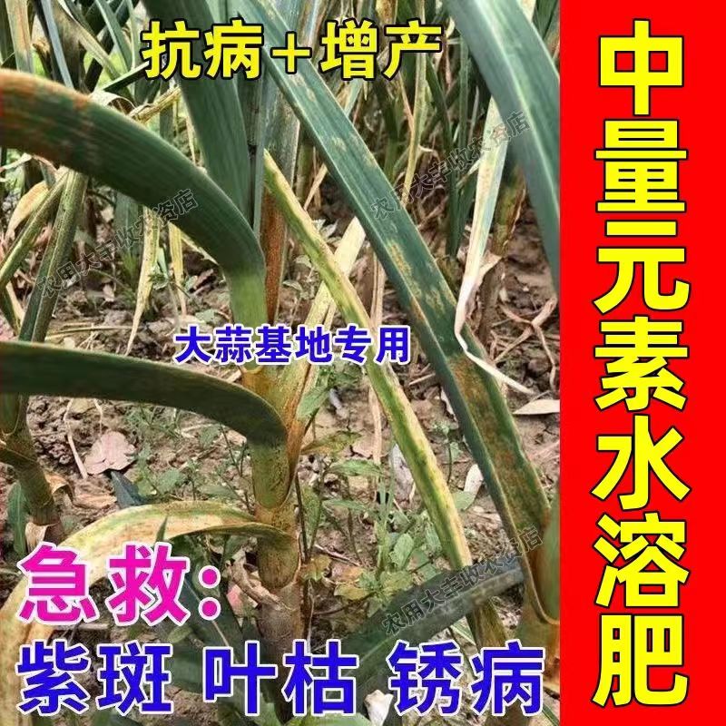 大蒜黄叶烂根干尖病全治葱姜蒜通用大蒜根腐紫斑病锈病专用杀菌剂 - 图1