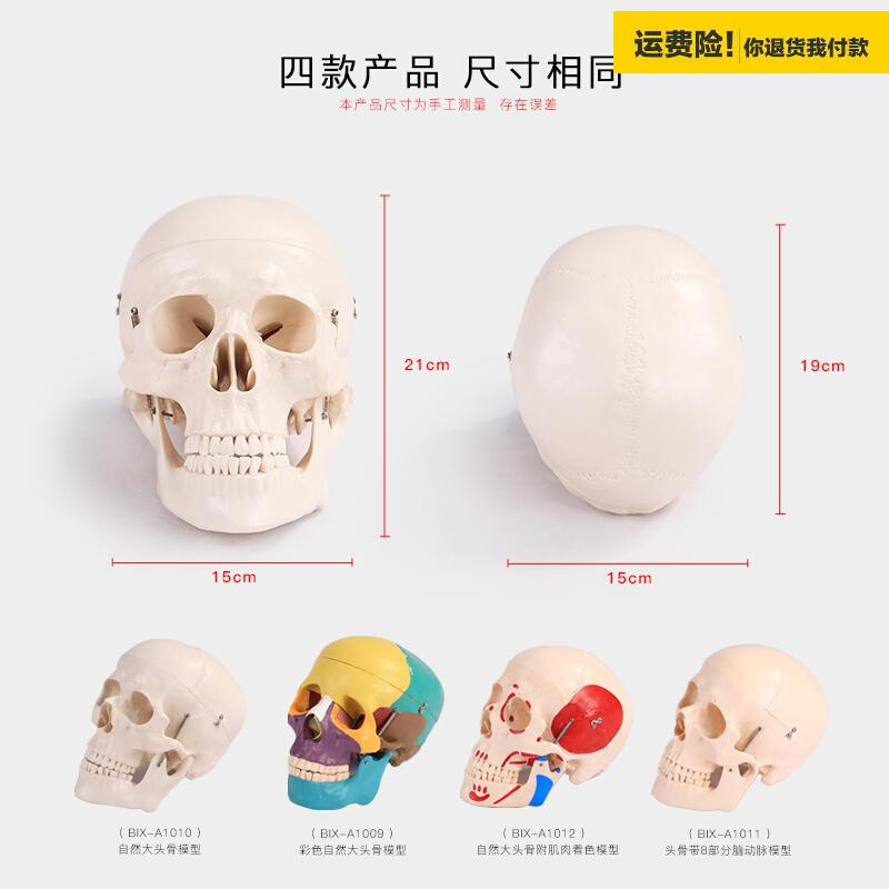 仿.真人头骨模型自然大头骨颅骨模型医学人头骨可拆卸骷髅头 - 图2