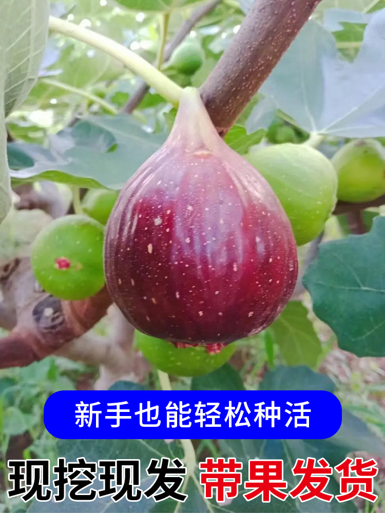 无花果树果苗盆栽地四季种植特大波姬红当年结果南北方无花果树苗 - 图0