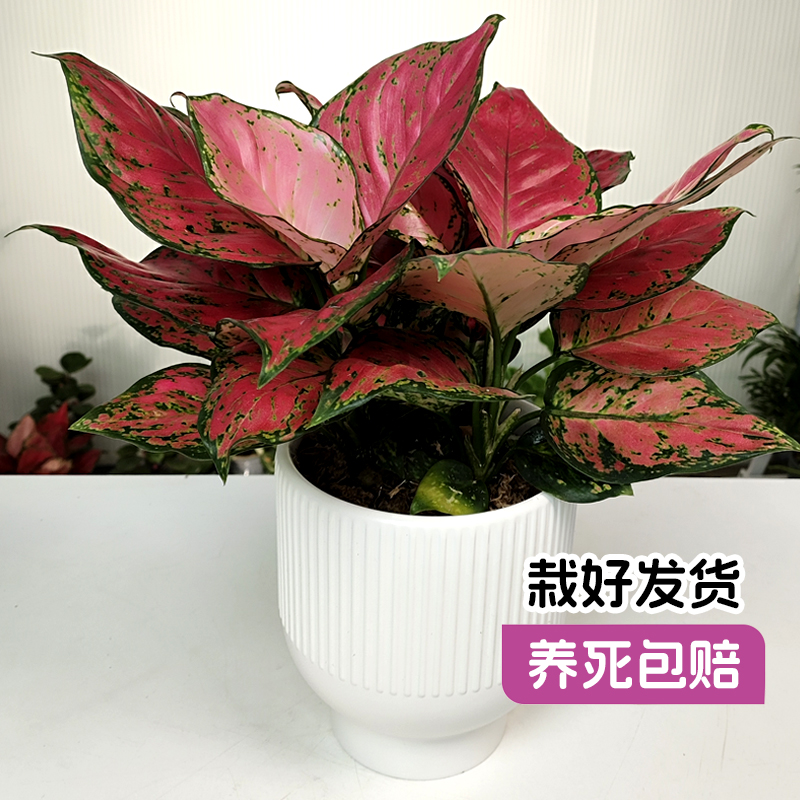 【名花巧匠】红颜花室内客厅植物如意小绿植吉利红大棵富贵红盆栽-图0