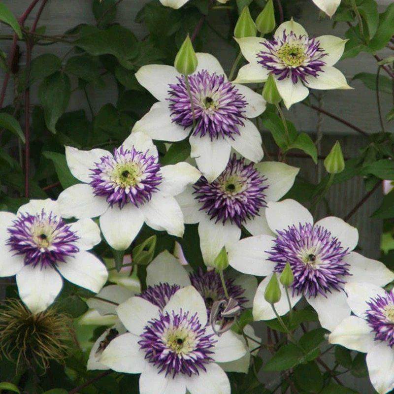 新幻紫弗罗里达铁线莲花苗盆栽阳台庭院耐寒爬藤花卉多季藤蔓植物,淘宝优惠券,粉丝福利购,淘宝优惠卷