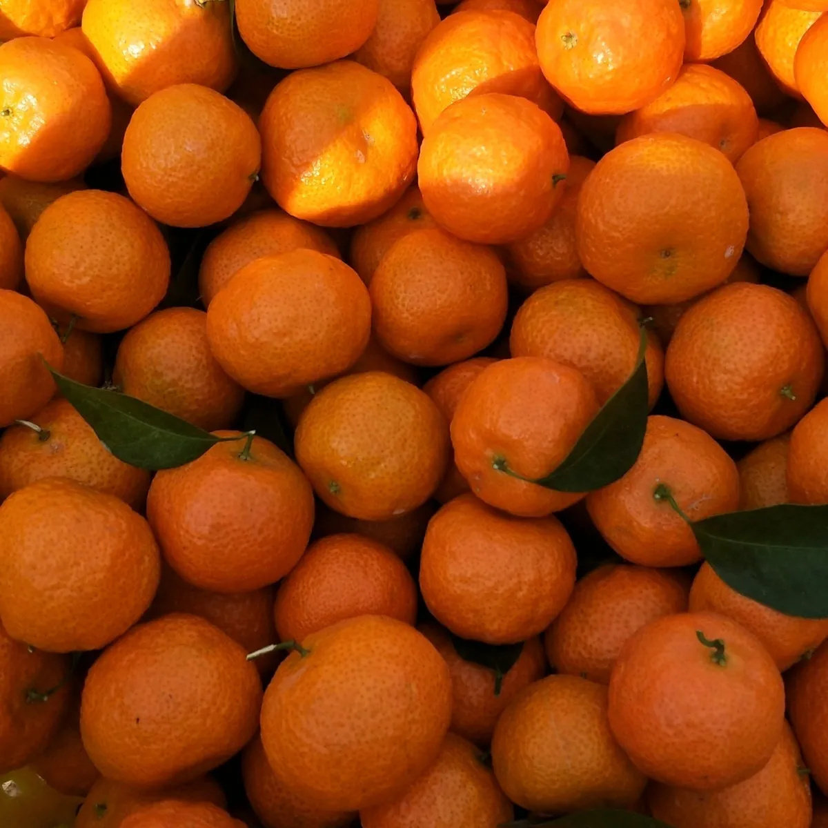 广西砂糖橘9斤沙糖桔新鲜水果橘子年货橘子当季桔子蜜桔5,淘宝优惠券,粉丝福利购,淘宝优惠卷