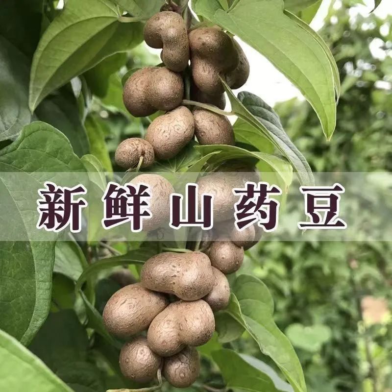 山药豆5斤新鲜铁棍山药豆小果现摘淮山药豆农家自种1-1.2cm包邮-图0