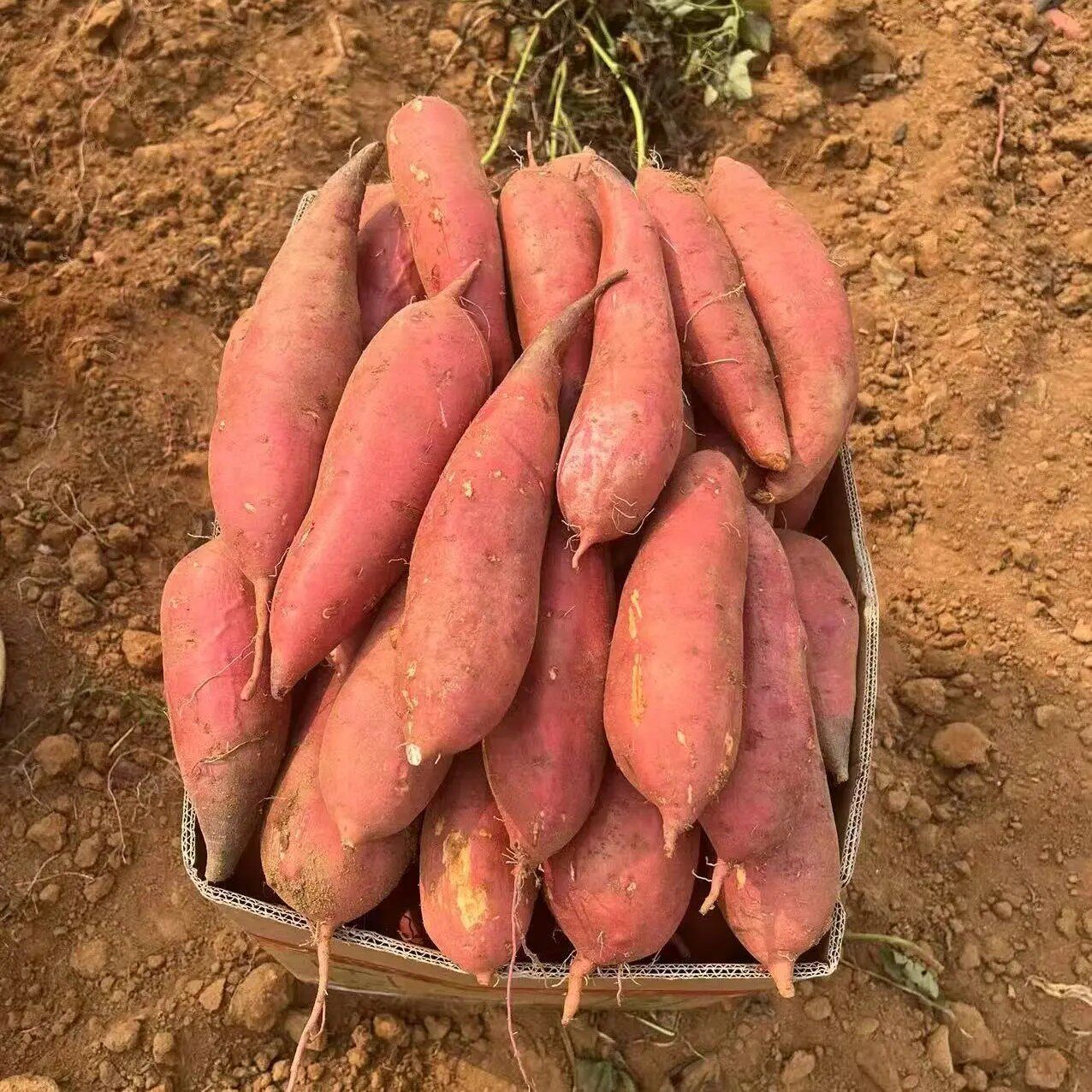 沙地蜜薯正宗新鲜红薯板栗红黄心沙地番薯龙九现挖香甜地瓜农家