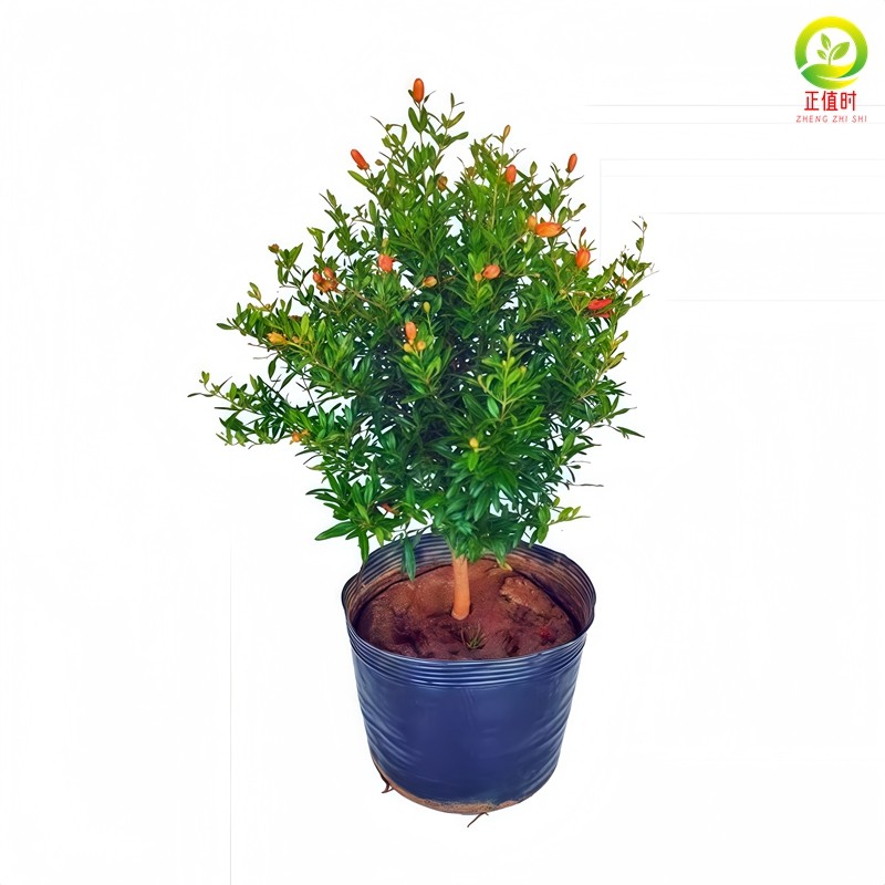 石榴盆栽突尼斯软籽树苗矮化盆景老桩庭院地栽新鲜石榴矮桩好养活,淘宝优惠券,粉丝福利购,淘宝优惠卷