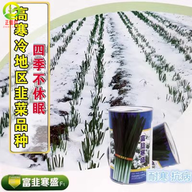 老品种小叶韭菜根苗农家土韭菜根头茬细叶笨韭菜苗本地小九菜四季-图3