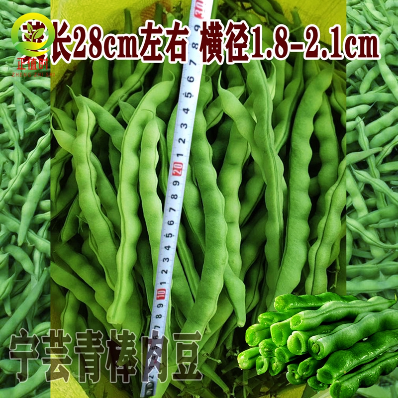 无筋青棒豆种籽白四季豆早熟高产白芸豆肉豆种子春夏秋南方蔬菜孑 - 图2