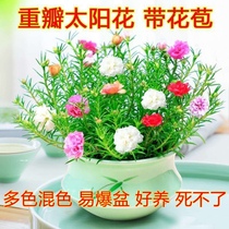 Heavy Petal Sun Flower Seedlings With Root Potted Fry Mix Colors Season Flowering Plant With Flower Buds Mosquito Repellent Green Plant Good For Raising Flowers