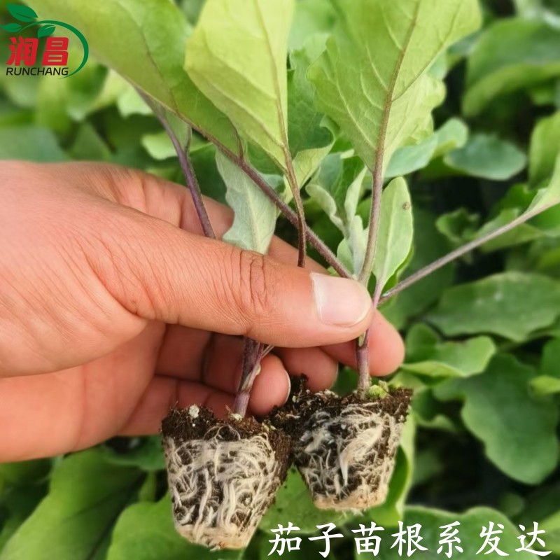 杭茄一号线茄紫红长茄子秧苗蔬菜苗带土四季盆栽杭州红茄农家田园,淘宝优惠券,粉丝福利购,淘宝优惠卷