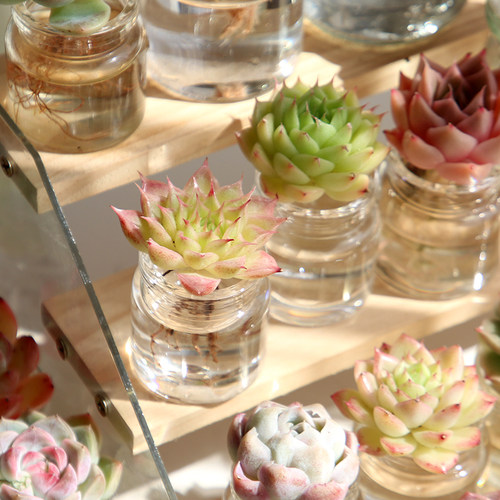 精品迷你多肉植物桌面摆件水培玻璃花卉绿植清新空气治愈解压可爱 - 图2