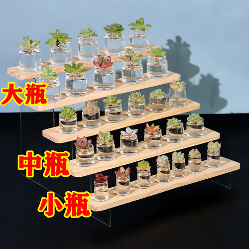 精品迷你多肉植物桌面摆件水培玻璃花卉绿植清新空气治愈解压可爱 - 图3