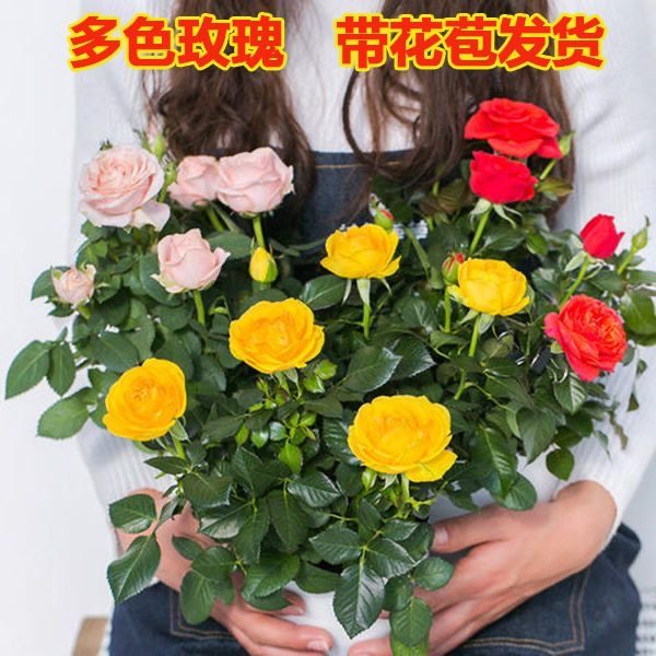 带花苞浓香大花玫瑰盆栽四季花开不断种易活苗树云南月季老根大苗,淘宝优惠券,粉丝福利购,淘宝优惠卷