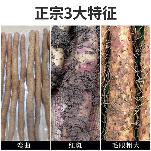 河南焦作温县垆土铁棍铁杆怀山药淮山正宗新鲜5斤准铁棒特级整箱