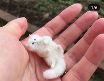 Pure white Napoleon short footed white blue eyed fairy golden gira cat cub adopted Napoleon dwarf cat Napoleon