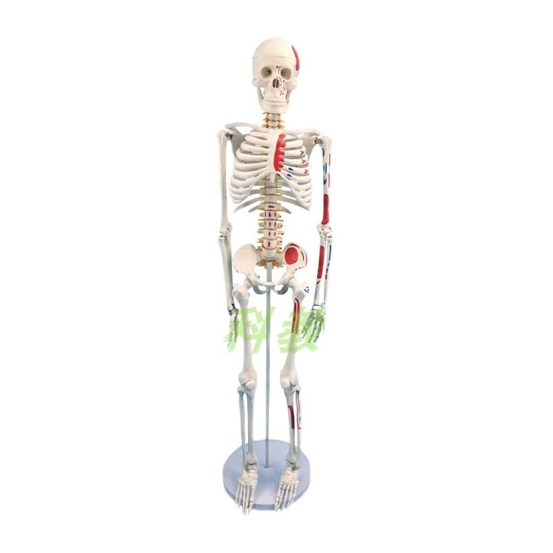 85CM人体骨骼模型神经肌肉起止骨E架小针刀骨骼解剖模型脊柱模型 - 图3