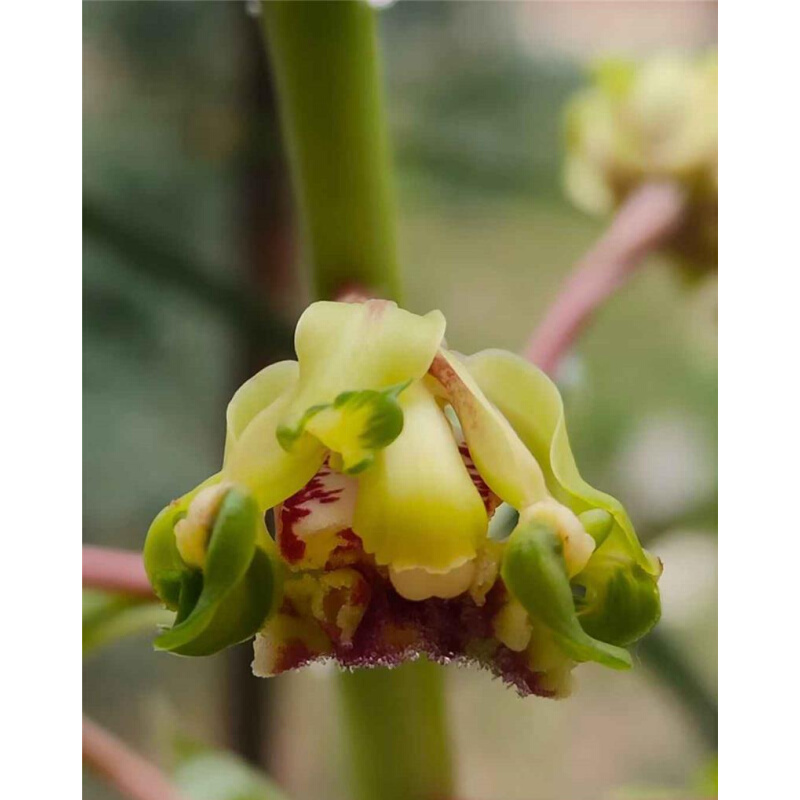 兰花苗蕙兰名品【大白菜】组培硬化一年半  花开浓香花卉绿植 - 图2