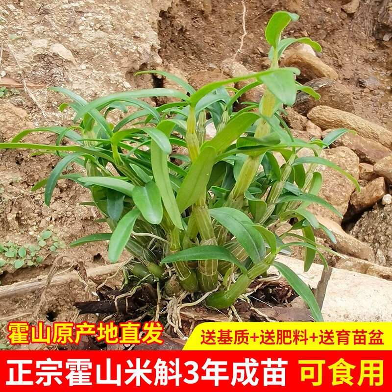 正宗霍山米斛苗包邮原产地直发带根铁皮石斛苗盆栽种植送基质肥料-图1